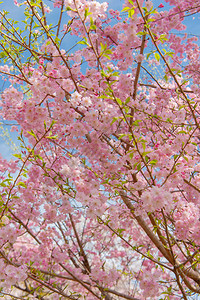 千鸟渊公园的樱花节图片