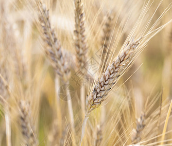关闭有机农场小麦的种植图片