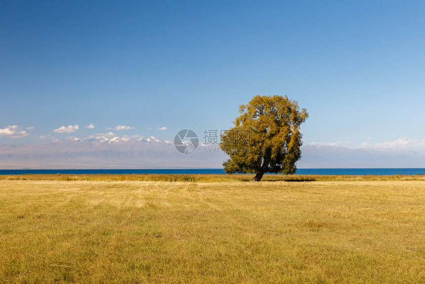 伊塞克库尔湖上的孤单树图片