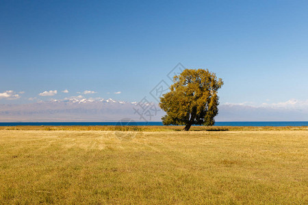 伊塞克库尔湖上的孤单树图片