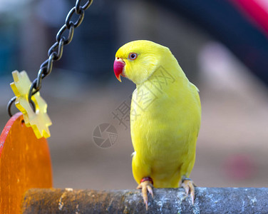 黄领爱情鸟异国情调黄色的羽毛高清图片