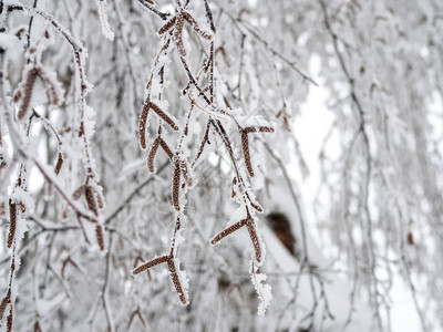 Birch树枝弯曲下来在雪的重量下图片