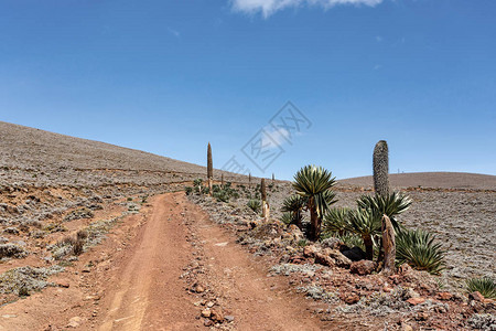 通往埃塞俄比亚贝尔山公园顶部的道路右侧是植物巨型半边莲荒野纯净的自然背景图片