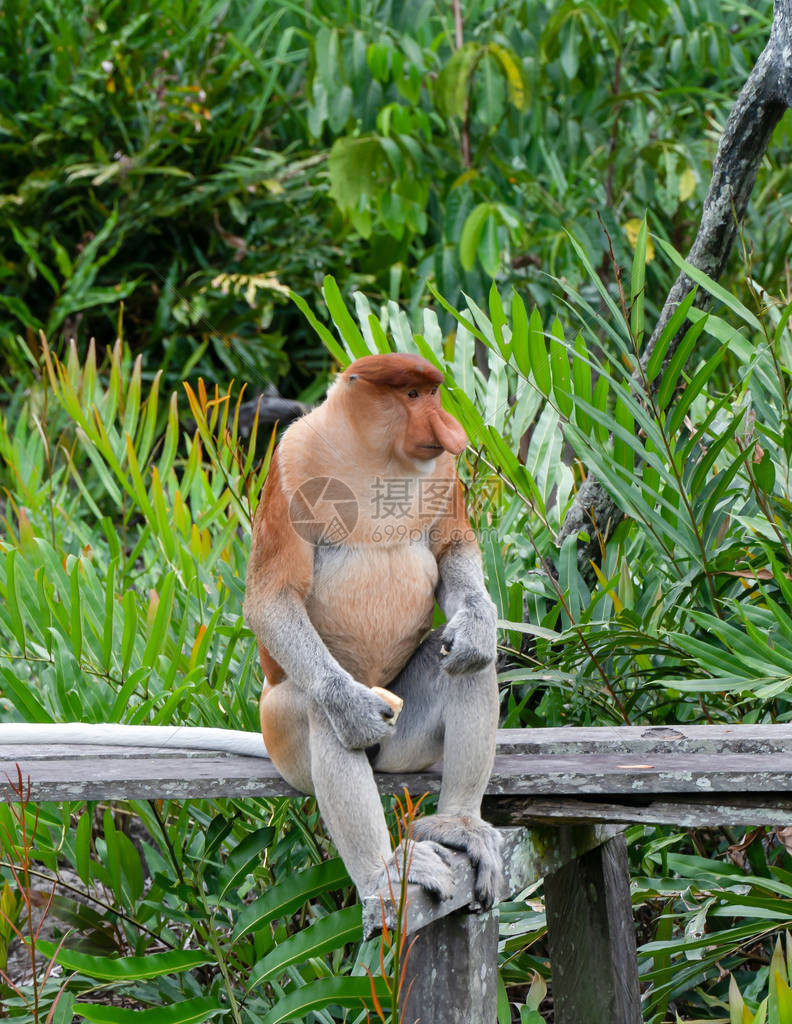 蛋白质猴子是只发现在婆罗洲岛和濒危名单上图片