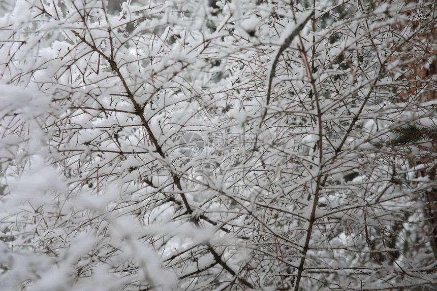 冬天风景雪下的森图片