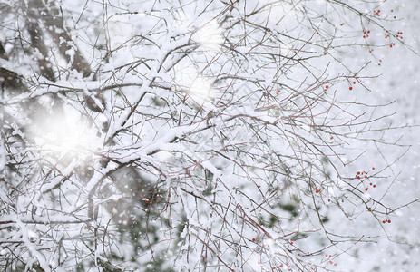 冬季公园雪天下的风图片