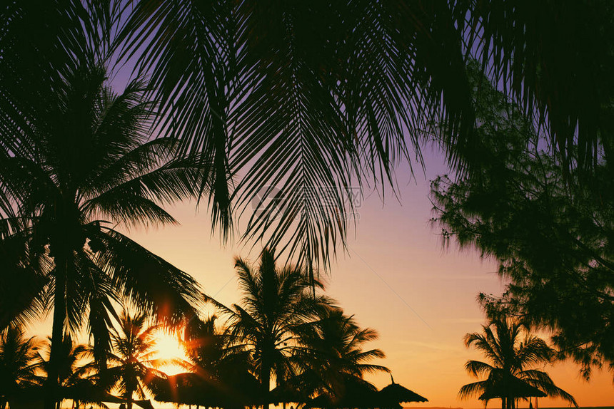美丽的椰子棕榈树图片