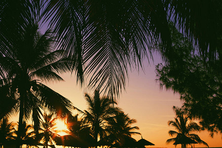 美丽的椰子棕榈树图片