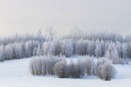 在白天的冬天多雪的风景图片