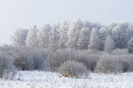 在阳光明媚的寒冷日满是雪图片