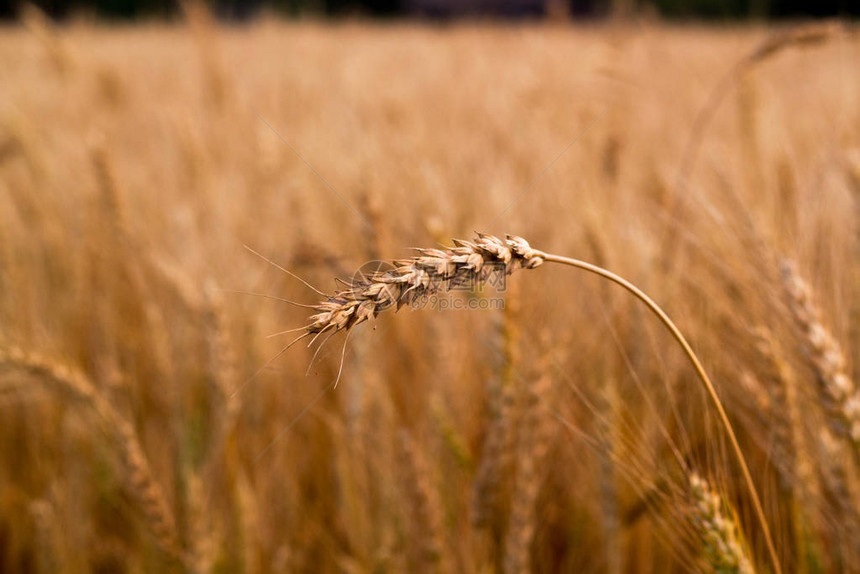 阳光下小麦的小穗黄色的麦田图片