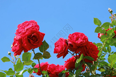 秘鲁库斯科CuscoCusco的红玫瑰鲜花反紫蓝阳光天图片