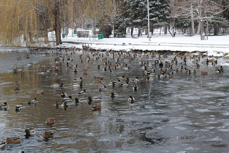 非常多的鸭子在冰冷的池塘里图片
