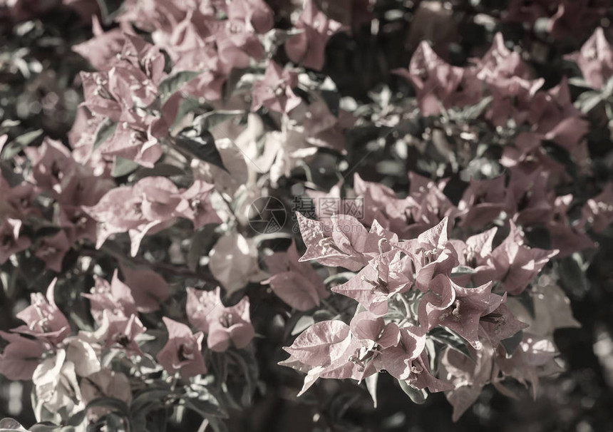 南布恩戈维拉的花朵和美丽的明亮粉红色花朵图片