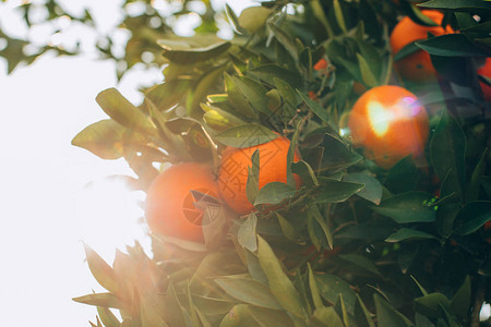 成熟的橙色水果挂在农场的一棵树上树枝上的柑橘类水果柑橘树枝图片