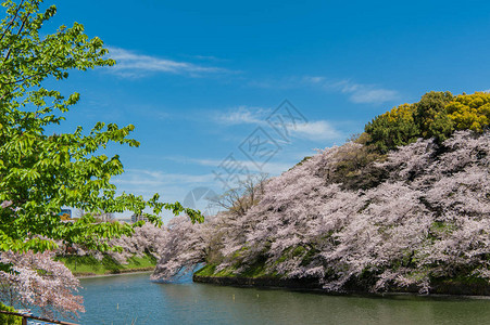 日本东京Chidarigafuchi公园图片