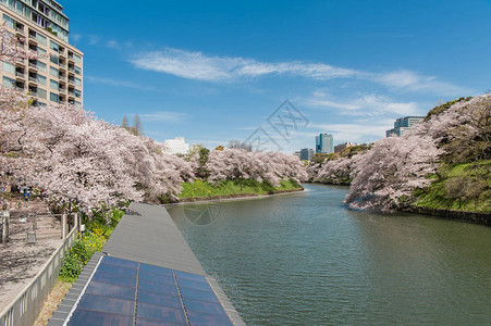 日本东京Chidarigafuchi公园图片