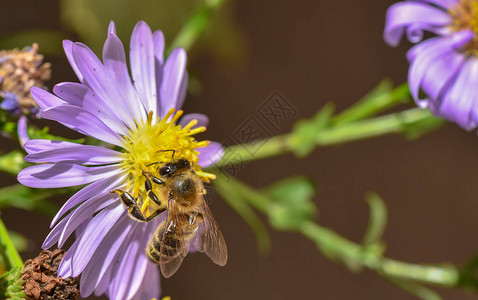 一只蜜蜂在一朵花上采集花蜜图片