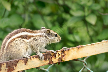 一只小条纹啮齿动物旱獭花栗鼠松鼠猴背景图片