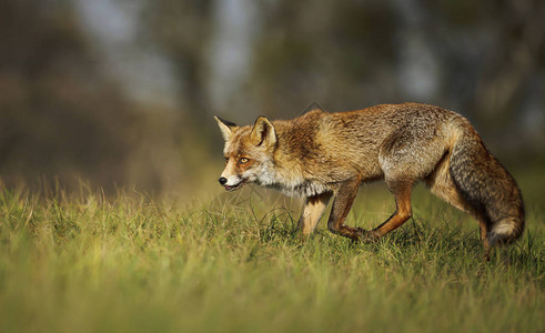一只红狐狸在草地图片