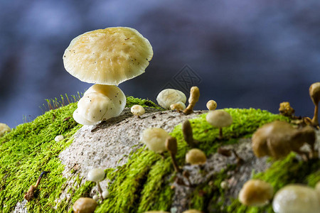 生长在苏格兰高地的蘑菇群图片