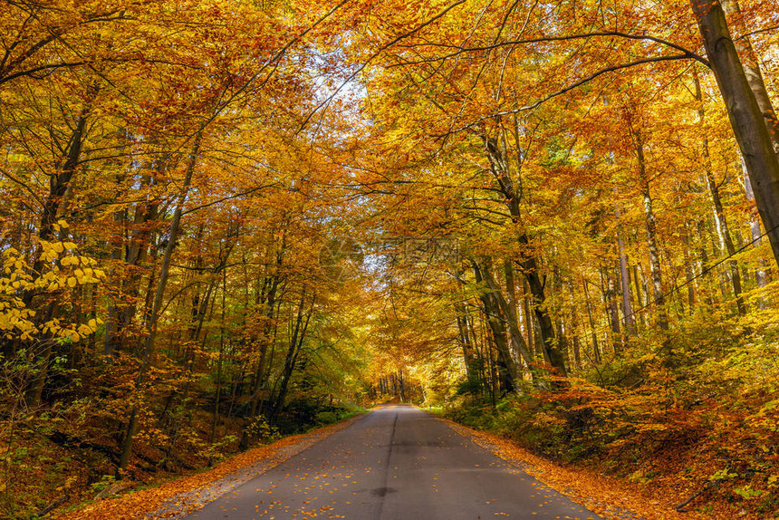 秋天的风景是波兰奥日库公园中条纹道图片