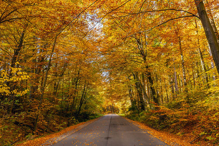 秋天的风景是波兰奥日库公园中条纹道高清图片