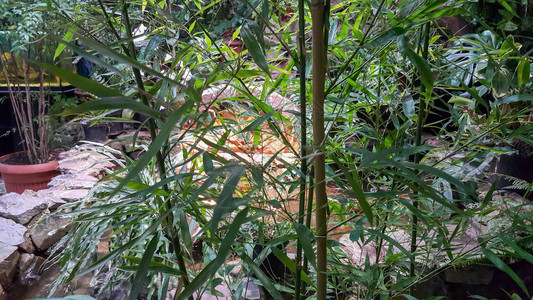 竹子幼竹树自然背景背景中有水的小池塘图片