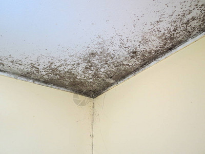 房间角落天花板上的黑色霉菌背景图片