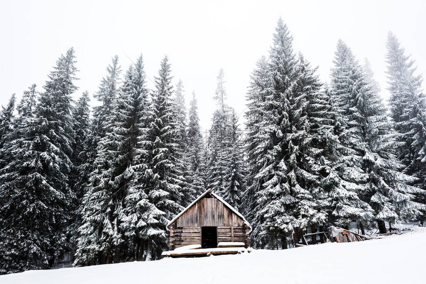 松树林附近的旧木屋山上满是雪图片