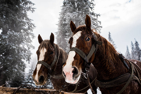有马具的马在雪山与松树图片
