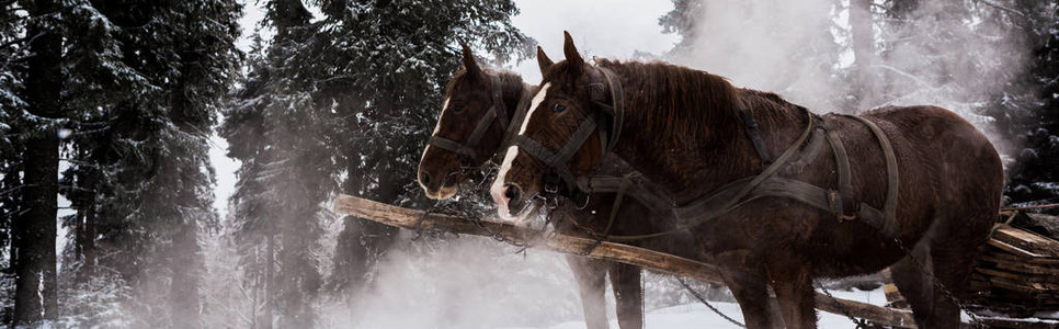 马与具在雪山与松树全景拍摄图片