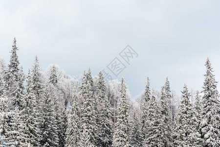 白雪皑的松树和白云的天空美景图片