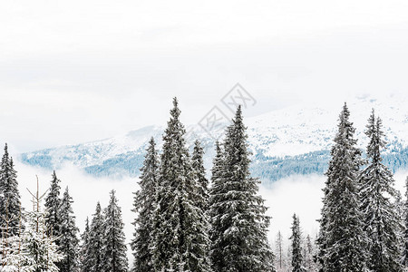 雪山美景与松树和白色蓬松的云彩图片