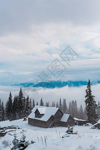 雪山村的松树木屋风光图片
