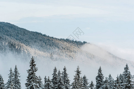 雪山风景与松树和白色蓬松的云彩图片
