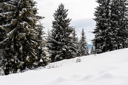 有松树的雪山风景图片