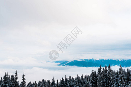 雪山美景与松树和白色蓬松的云彩图片