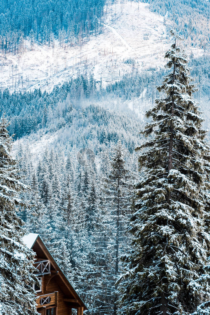 冬天雪山松树旁的木屋图片