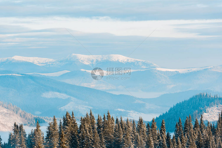 阳光下的松树雪山美景图片