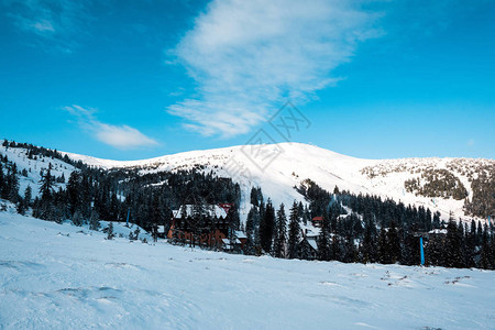 阳光下的松树间雪山村风景图片