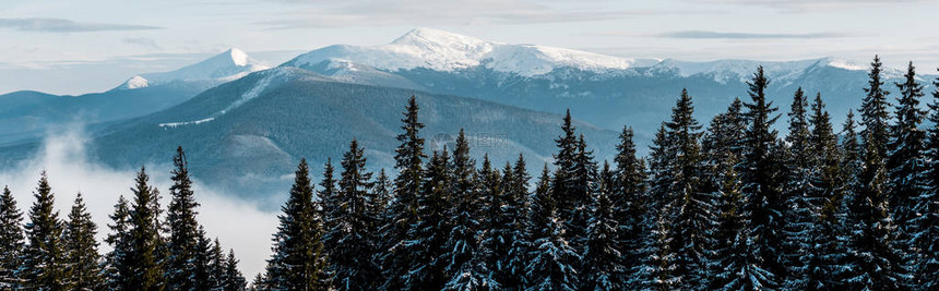 白云中松树的雪山美景全景拍摄图片