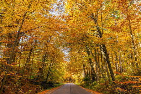 秋天的风景是波兰奥日库公园中条纹道高清图片