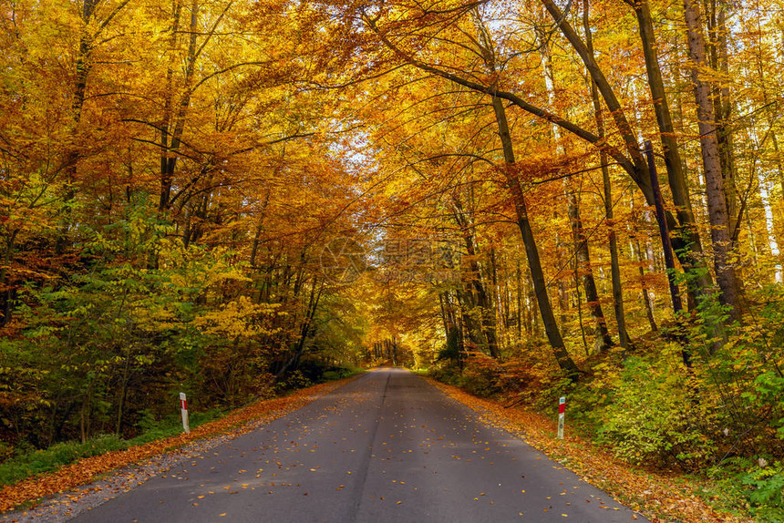 秋天的风景是波兰奥日库公园中条纹道图片