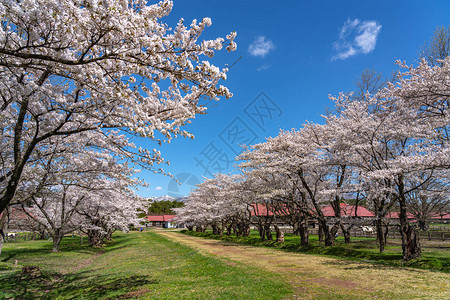 雫井司春天樱花季节的小岩井农场在阳光明媚的早晨游客在日本岩手县雫石镇欣赏美丽盛开的樱花翻译背景