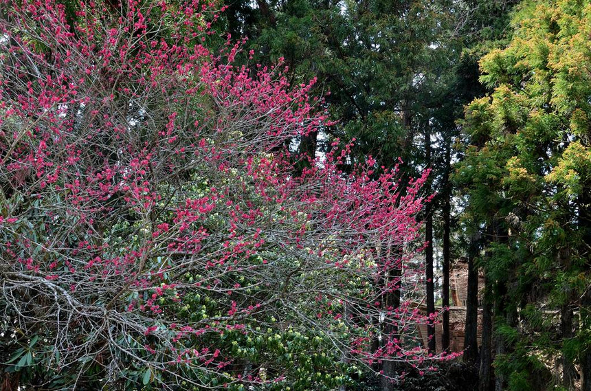 山林中的红色花丛图片