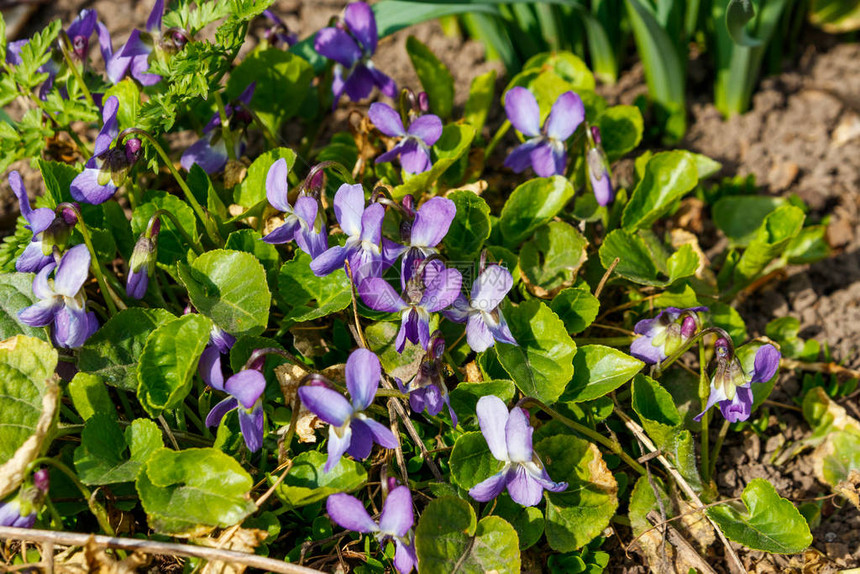 春天草地上的野紫罗兰图片