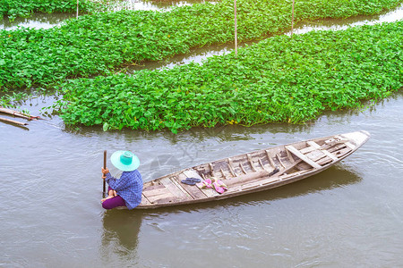 女农民在河里划桨收集牵牛花在市场上出售图片