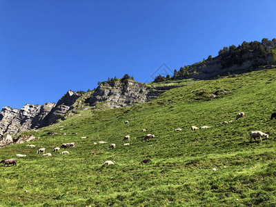 Wagitaltal或Waegital山谷草原上的羊群图片