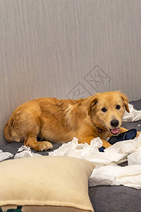 顽皮的四个月大的金毛狗在玩白色卫生纸图片